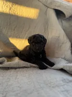 Smoke, a male Yorkipoo for sale in Alma, GA – 3 of 3