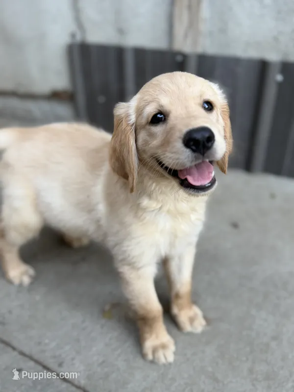 Sunshine – Golden Retriever puppy for sale in Alma, GA