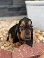 Rover, a male Basset Hound for sale in Alma, GA – 7 of 9