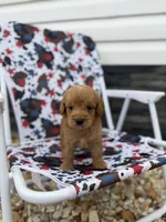 Freddy, a male Miniature Goldendoodle for sale in Alma, GA – 1 of 5