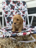 Cash, a male Miniature Goldendoodle for sale in Alma, GA – 1 of 4