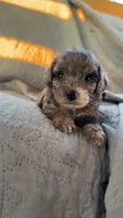 Mangle, a female Yorkipoo for sale in Alma, GA – 2 of 5