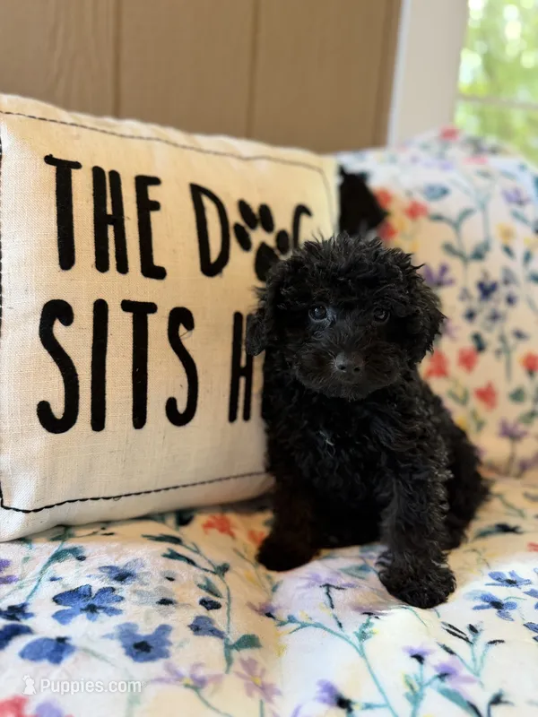 Peabody  – Yorkipoo puppy for sale in Alma, GA