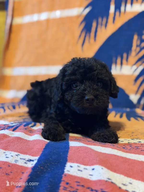 Peabody  – Yorkipoo puppy for sale in Alma, GA