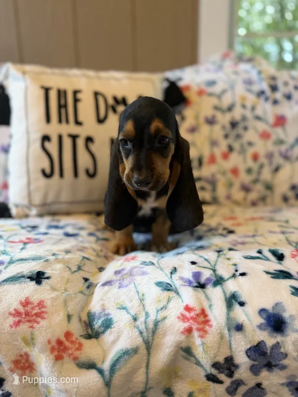 Harry – Basset Hound puppy for sale in Alma, GA