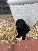Tina, a female Miniature Goldendoodle for sale in Alma, GA – 5 of 6