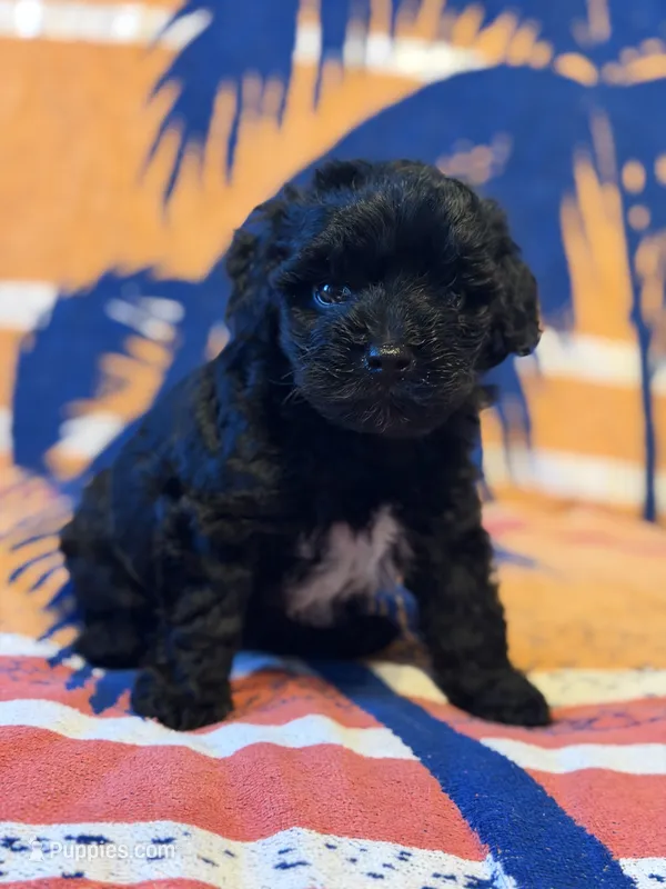 Izzy – Yorkipoo puppy for sale in Alma, GA
