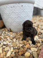 Blue, a male Miniature Goldendoodle for sale in Alma, GA – 3 of 4