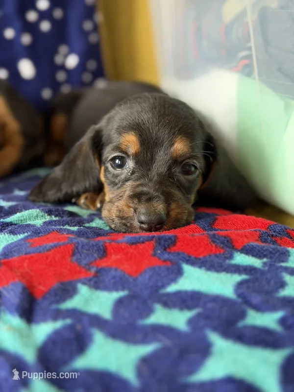 Harry – Basset Hound puppy for sale in Alma, GA