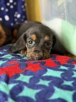Harry, a male Basset Hound for sale in Alma, GA – 3 of 10