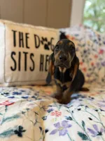 Tootsie, a female Basset Hound for sale in Alma, GA – 3 of 7