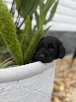 Tina, a female Miniature Goldendoodle for sale in Alma, GA – 3 of 6