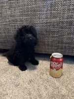 Moe, a male Miniature Goldendoodle for sale in Alma, GA – 4 of 4