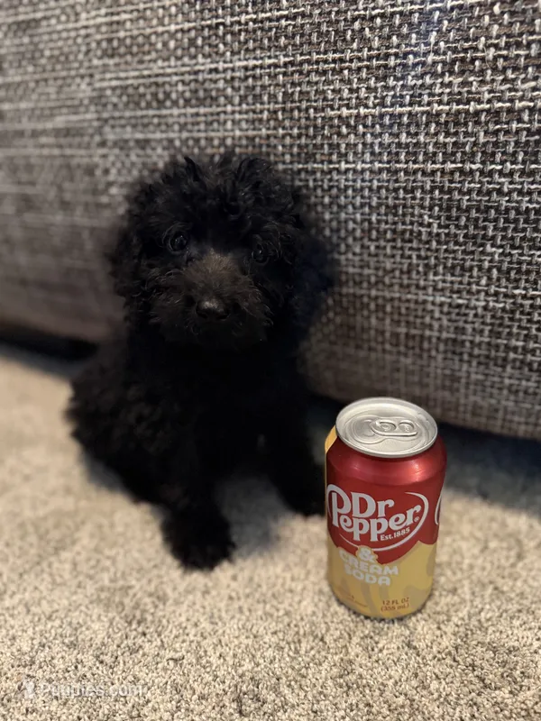 Moe – Miniature Goldendoodle puppy for sale in Alma, GA