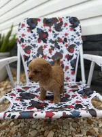 Freddy, a male Miniature Goldendoodle for sale in Alma, GA – 2 of 5