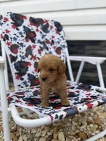 Freddy, a male Miniature Goldendoodle for sale in Alma, GA – 4 of 5