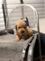 Hank, a male Golden Retriever for sale in Alma, GA – 3 of 3