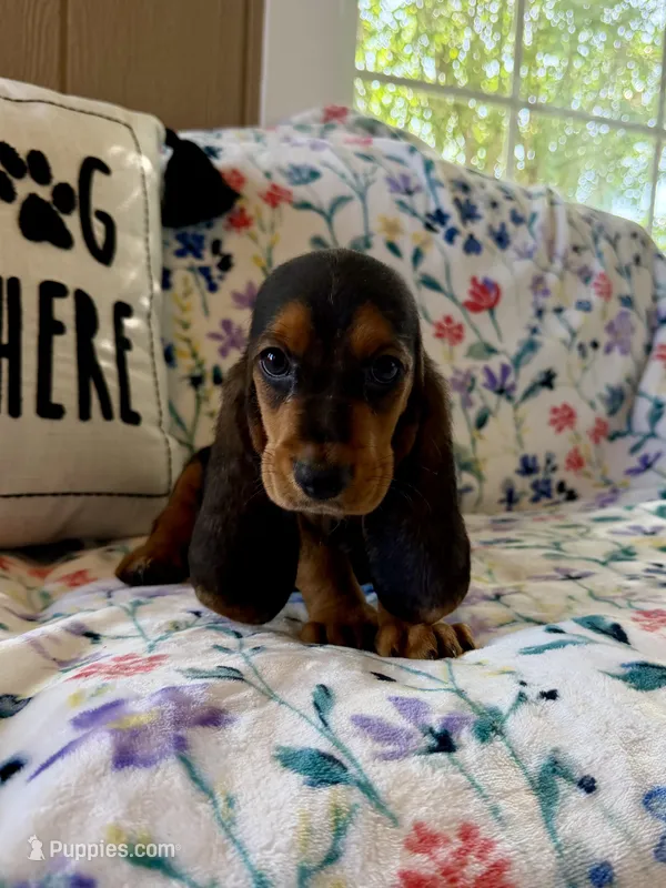 Rover – Basset Hound puppy for sale in Alma, GA