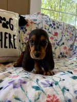 Rover, a male Basset Hound for sale in Alma, GA – 1 of 10