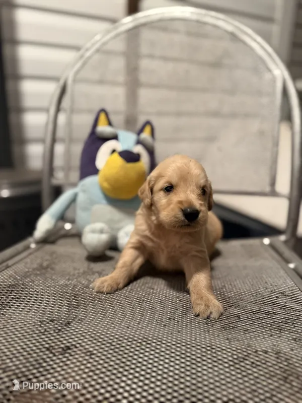 Wallen – Golden Retriever puppy for sale in Alma, GA