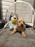 Wallen, a male Golden Retriever for sale in Alma, GA – 1 of 4