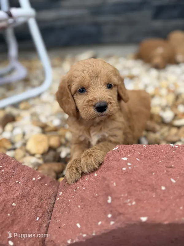 Harry – Miniature Goldendoodle puppy for sale in Alma, GA