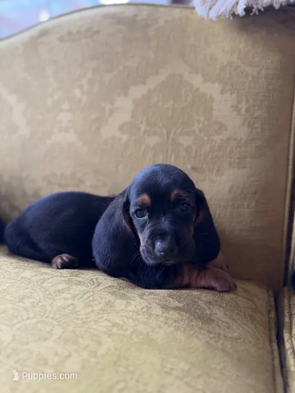 Hank – Basset Hound puppy for sale in Alma, GA