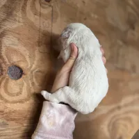 Linda, a female Great Pyrenees for sale in Alma, GA – Photo 3 of 7