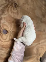 Linda, a female Great Pyrenees for sale in Alma, GA – Photo 2 of 4