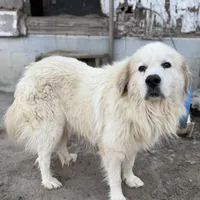 Linda, a female Great Pyrenees for sale in Alma, GA – Photo 5 of 7