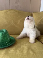 Linda, a female Great Pyrenees for sale in Alma, GA – Photo 7 of 7