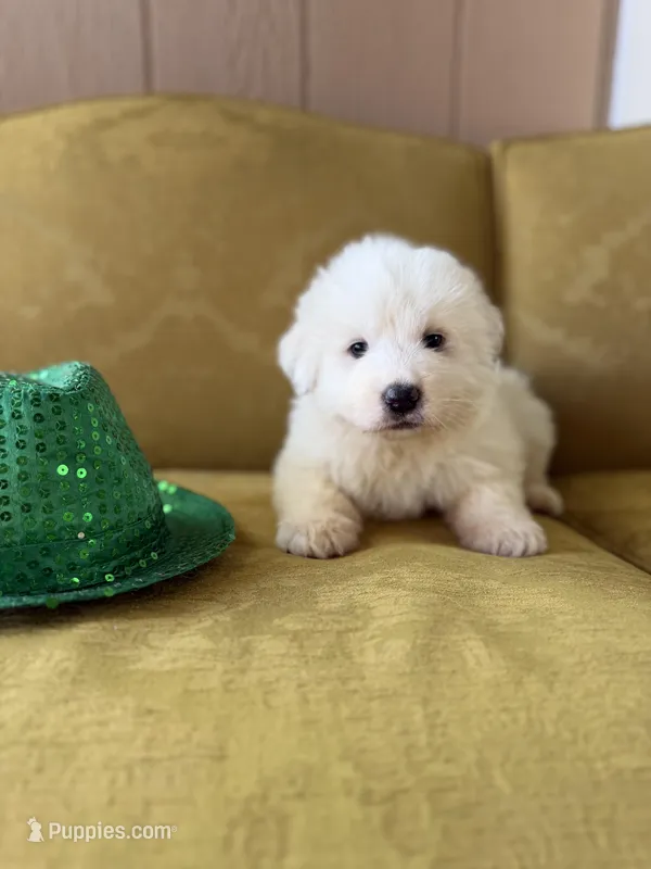Linda – Great Pyrenees puppy for sale in Alma, GA