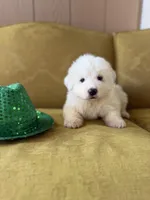 Linda, a female Great Pyrenees for sale in Alma, GA – Photo 1 of 7