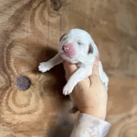 Linda, a female Great Pyrenees for sale in Alma, GA – Photo 2 of 7