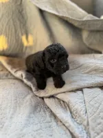 Peabody , a male Yorkipoo for sale in Alma, GA – 2 of 3