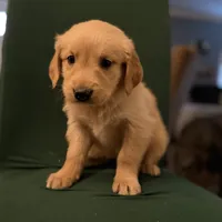 Polly, a female Golden Retriever for sale in Alma, GA – Photo 6 of 9