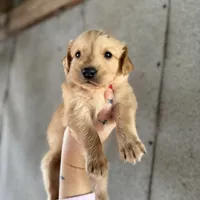 Polly, a female Golden Retriever for sale in Alma, GA – Photo 4 of 9