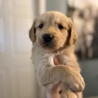 Polly, a female Golden Retriever for sale in Alma, GA – Photo 3 of 9