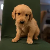 Polly, a female Golden Retriever for sale in Alma, GA – Photo 2 of 9
