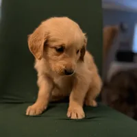 Polly, a female Golden Retriever for sale in Alma, GA – Photo 7 of 9