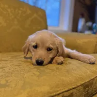 Polly, a female Golden Retriever for sale in Alma, GA – Photo 9 of 9