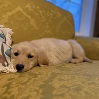 Polly, a female Golden Retriever for sale in Alma, GA – Photo 1 of 9