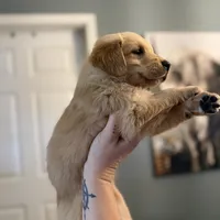 Polly, a female Golden Retriever for sale in Alma, GA – Photo 5 of 9