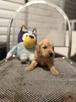 Wallen, a male Golden Retriever for sale in Alma, GA – 3 of 4