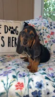 Tootsie, a female Basset Hound for sale in Alma, GA – 2 of 7