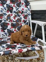 Red, a male Miniature Goldendoodle for sale in Alma, GA – 6 of 6