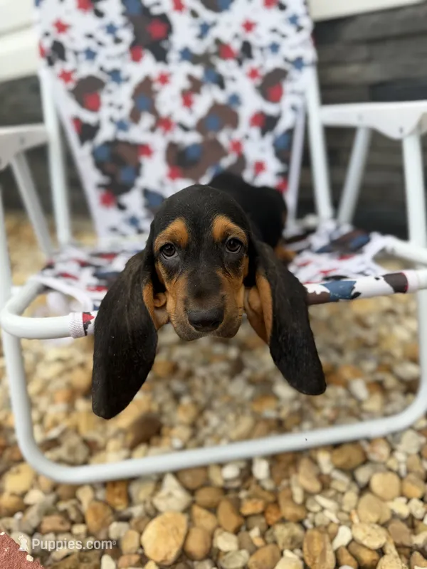 Harry – Basset Hound puppy for sale in Alma, GA