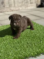 English Bulldog , a female English Bulldog for sale in Sacramento, CA – Photo 1 of 6