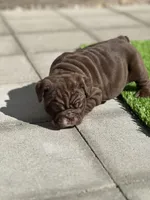 English Bulldog , a female English Bulldog for sale in Sacramento, CA – Photo 3 of 6