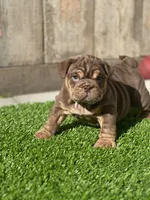 English Bulldog , a female English Bulldog for sale in Sacramento, CA – Photo 6 of 6